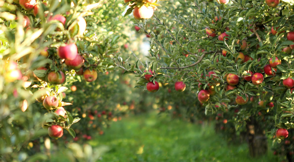 Il ciclo colturale degli alberi da frutto è regolato dal clima. In base alle basse temperature viene regolato il riposo vegetativo e si preparano alla fioritura della primavera.