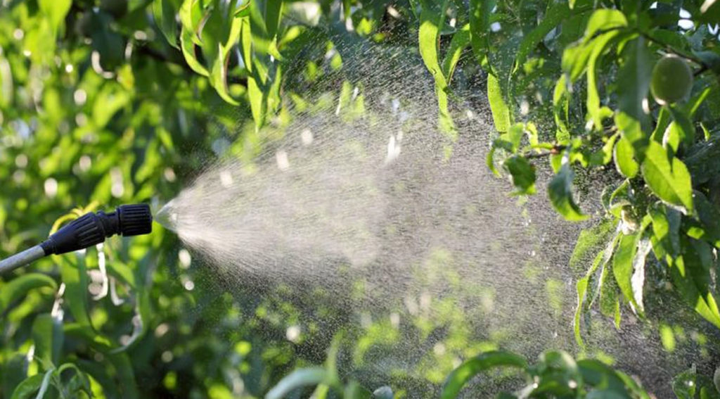 Il bisogno di proteggere piantagioni e frutteti dagli attacchi di parassiti ha portato, con il passare degli anni, ad un uso incontrollato di insetticidi e repellenti chimici.