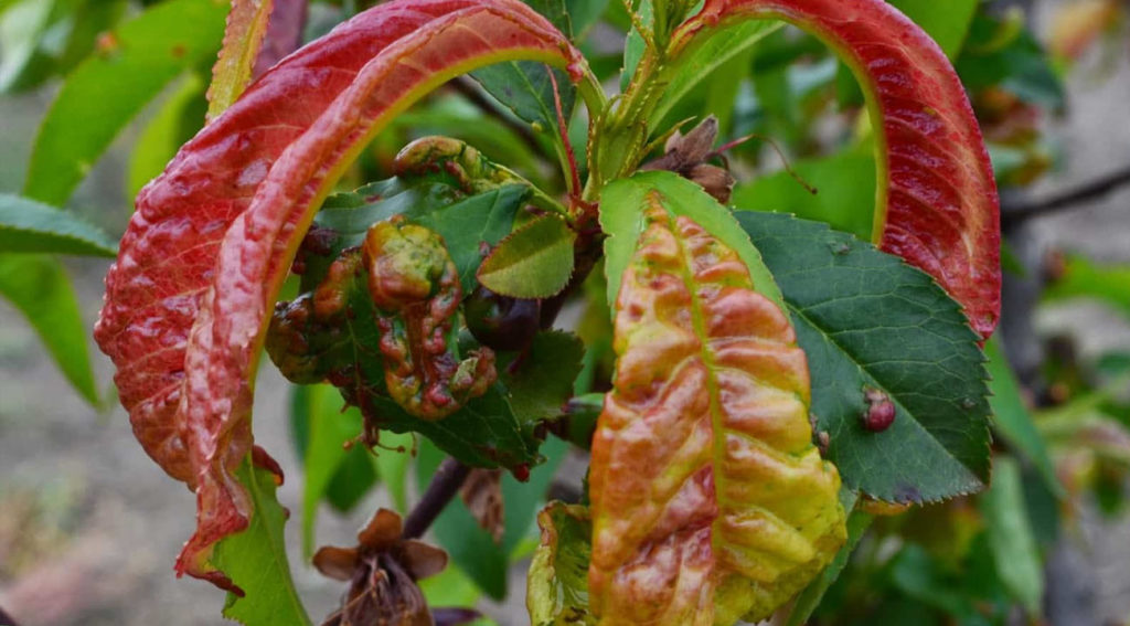 Il pesco è una specie delicata e facilmente soggetta a malattie.