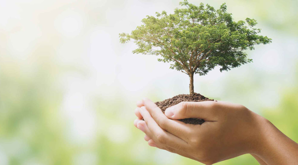 Di certo, la prima metà del mese di novembre è il momento più favorevole per piantare un albero da frutto. L'autunno è la stagione ideale perché la pianta è a riposo e non subirà il cosiddetto